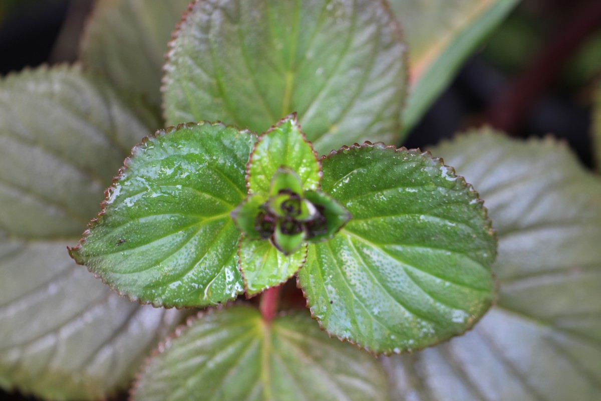 Gloxinia perennis (L.) Druce